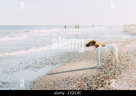 Smooth Fox Terrier steht. Der Smooth Fox Terrier steht im Park Stockfoto