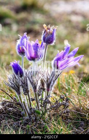 Traumgras Frühlingsblume. Pulsatilla blüht im Frühjahr in Wäldern und Bergen. Violette pulsatilla-Blüten aus nächster Nähe. Stockfoto