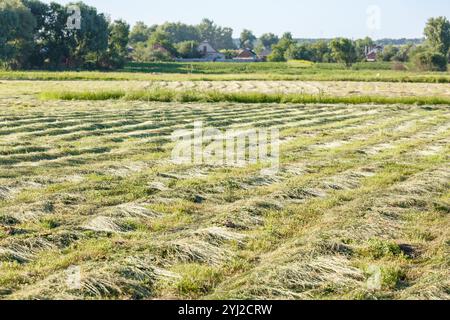 Gras auf dem Feld schneiden, das darauf wartet, geerntet zu werden. Streifen von frisch geschnittenem grünem Gras zur Silierung auf dem Feld. Stockfoto