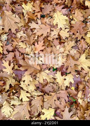 Gefallene Eichenblätter im Herbst auf dem Boden des New Forest Stockfoto