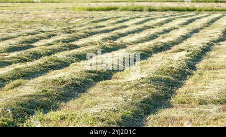 Gras auf dem Feld schneiden, das darauf wartet, geerntet zu werden. Streifen von frisch geschnittenem grünem Gras zur Silierung auf dem Feld. Stockfoto