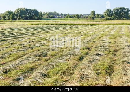 Gras auf dem Feld schneiden, das darauf wartet, geerntet zu werden. Streifen von frisch geschnittenem grünem Gras zur Silierung auf dem Feld. Stockfoto