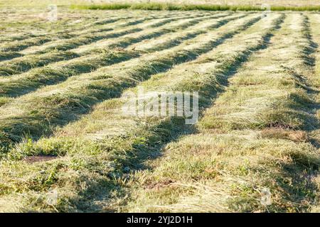 Gras auf dem Feld schneiden, das darauf wartet, geerntet zu werden. Streifen von frisch geschnittenem grünem Gras zur Silierung auf dem Feld. Stockfoto