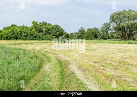 Gras auf dem Feld schneiden, das darauf wartet, geerntet zu werden. Streifen von frisch geschnittenem grünem Gras zur Silierung auf dem Feld. Stockfoto