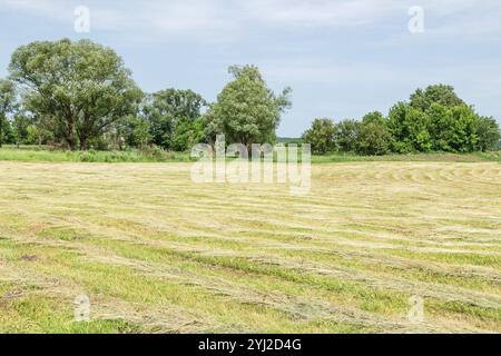 Gras auf dem Feld schneiden, das darauf wartet, geerntet zu werden. Streifen von frisch geschnittenem grünem Gras zur Silierung auf dem Feld. Stockfoto