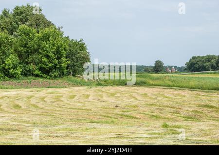 Gras auf dem Feld schneiden, das darauf wartet, geerntet zu werden. Streifen von frisch geschnittenem grünem Gras zur Silierung auf dem Feld. Stockfoto