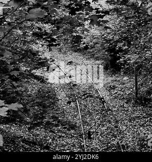 Stillgelegte Bahngleise, Fontaine sur Saone, Frankreich Stockfoto