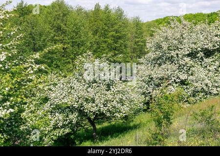 Crataegus monogyna, bekannt als gewöhnlicher Weißdorn, Weißdorn oder Weißdorn mit Einsaat, ist eine in Europa, Nordwestafrika heimische Weißdornart Stockfoto