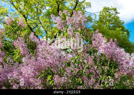 Terry blüht Flieder an einem Sommertag. Büsche von blühendem Flieder im Frühling im Garten. Stockfoto