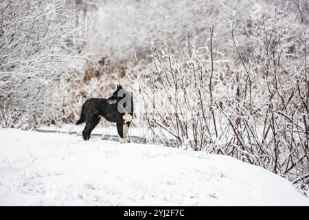 Im Winter mit dem Hund durch den Wald gehen. Ein schwarzer Hund steht in einem verschneiten Wald und schaut in die Ferne. Schwarzer Hund in einem verschneiten Wald im Winter. Stockfoto