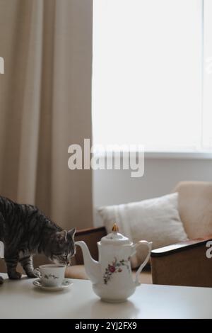 Stillleben im Wohnbereich. Katze auf Couchtisch. Eine Tasse Tee auf. Frühstück in der Morgensonne. Gemütliches Herbst- oder Winterkonzept Stockfoto