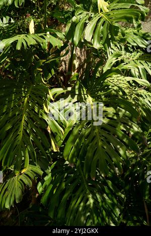 Sonnenlicht, das durch leuchtend grüne Monstera-Blätter in einem üppigen Garten filtert, Portugal Stockfoto
