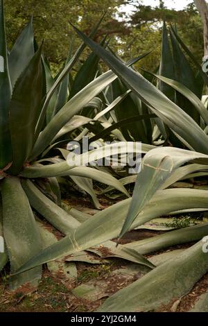 Große Agavenpflanzen mit dicken, spitzen Blättern in einer natürlichen Umgebung im Freien, Portugal Stockfoto