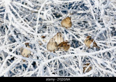 Schar von Spatzen, die an einem schneebedeckten Weihnachtstag auf einem frostbedeckten Zweig sitzen. Kaltes, schneebedecktes Wetter. Stockfoto