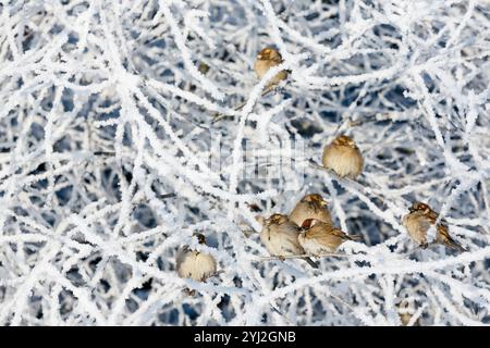 Schar von Spatzen, die an einem schneebedeckten Weihnachtstag auf einem frostbedeckten Zweig sitzen. Kaltes, schneebedecktes Wetter. Stockfoto