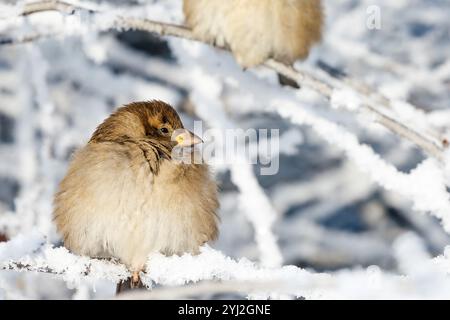 Ein einzelner Spatz sitzt an einem verschneiten Weihnachtstag auf einem frostbedeckten Zweig. Kaltes, schneebedecktes Wetter. Stockfoto