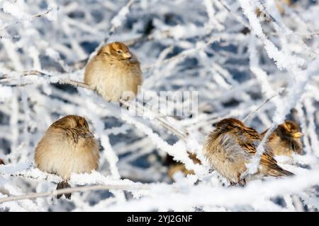 Schar von Spatzen, die an einem schneebedeckten Weihnachtstag auf einem frostbedeckten Zweig sitzen. Kaltes, schneebedecktes Wetter. Stockfoto