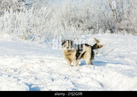 Ein schwarz-weißer Hund steht in einem verschneiten Wald. Ein Hund in einem verschneiten Wald im Winter. Mit dem Hund im Winter gehen Stockfoto