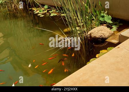 Goldfische schwimmen in einem sonnendurchfluteten Teich im Freien mit grünen Wasserpflanzen und einem Stein am Wasser. Stockfoto