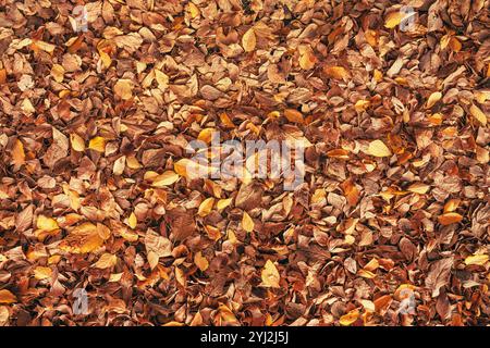 Boden bedeckt mit trockener herbstlicher Hackbeere von falschen Ulmenblättern, Blick von oben Stockfoto