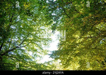 Sonnenlicht zieht durch die üppig grünen Blätter der Baumkronen vor einem klaren blauen Himmel. Stockfoto