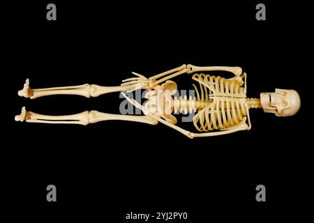 Detailliertes und realistisches Modell eines menschlichen Skeletts auf schwarzem Hintergrund, das die anatomische Struktur des menschlichen Körpers veranschaulicht. Stockfoto