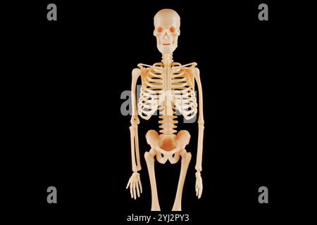 Detailliertes menschliches Skelett-Modell mit anatomischer Struktur vor schwarzem Hintergrund, ideal für pädagogische und medizinische Zwecke. Stockfoto
