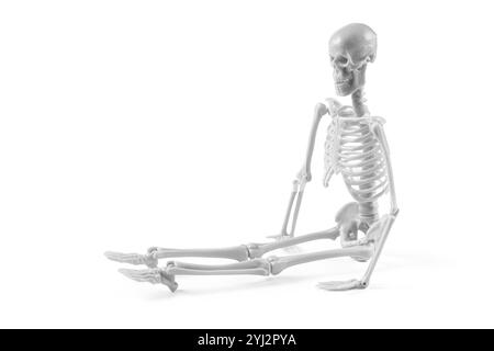 Detailliertes Plastik-Skelett-Modell auf weißem Hintergrund, das die menschliche Skelettstruktur zeigt. Stockfoto