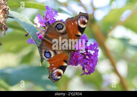 Pfau-Schmetterling, Schmetterling auf einer Blume. Schmetterlingsstrauch mit rosa Blumen. Insektenfoto auf einer Blume Stockfoto