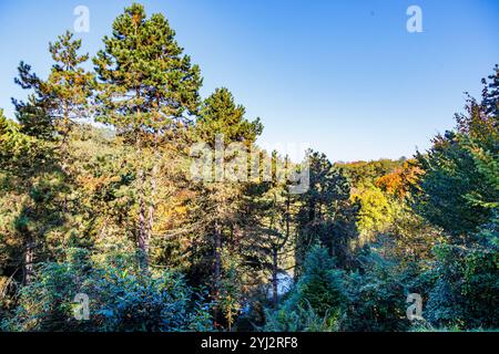 Herbstliche Baumkronen vor blauem Himmel im bewaldeten Gebiet des ​​Willy Dohmen Parks, das von Grün zu gelblichem Gold wechselt, von oben gesehen, sonnig Stockfoto