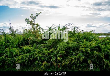 Nahaufnahme von Common juniper (Juniperus communis) Stockfoto