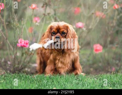 Der junge, süße Kavalier-König charles Spaniel, der im Sommer auf grünem Gras läuft. Ein Hasenohr halten Stockfoto