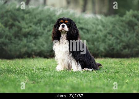 Porträt des jungen süßen Kavalierkönigs charles Spaniel, der auf grünem Gras sitzt Stockfoto
