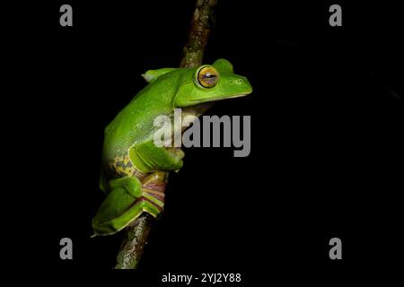 Der Malabar Gleitfrosch oder Malabar fliegt Frosch ist eine Rhacophoridenart, die in den westlichen Ghats Indiens vorkommt. Stockfoto