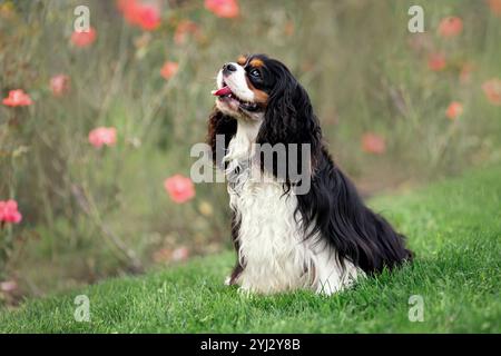 Porträt des glücklichen lächelnden Kavalierkönigs charles Spaniel, der auf grünem Gras sitzt Stockfoto