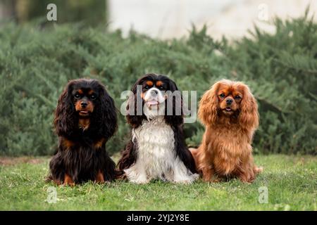 Drei süße Kavalier-König charles Spaniel-Hunde sitzen im Sommer draußen. Porträt von Haustieren in der Natur. Stockfoto