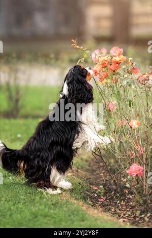 Porträt des dreifarbigen Kavalierkönigs charles Spaniel, der Blumen an der Natur schnüffelt Stockfoto