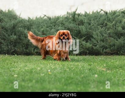 Der junge, süße Kavalier-König charles Spaniel, der im Sommer auf grünem Gras läuft Stockfoto