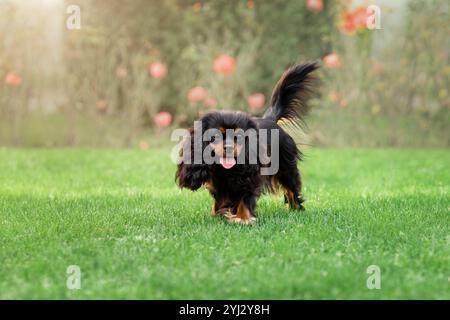 Der junge, süße Kavalier-König charles Spaniel, der im Sommer auf grünem Gras läuft Stockfoto