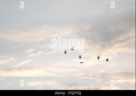 Cambridge, Großbritannien. 13/11/2024. Vögel fliegen bei Sonnenaufgang über den Himmel. Nach Angaben des MET-Büros heben sich die frühen Nebelflecken am Morgen langsam an und lassen einen trockenen Tag mit wechselnden Wolken und sonnigen Ausbrüchen für die meisten Tage zurück. Quelle: David Tramontan / Alamy Live News Stockfoto