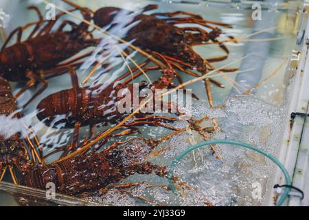 Auf einem geschäftigen Markt in Hongkong werden Hummer in Tanks mit Wasser ausgestellt, die den lebhaften Handel mit Meeresfrüchten zeigen. Stockfoto