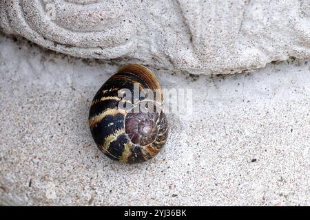 Nahansicht einer gemeinsamen Landschnecke Stockfoto