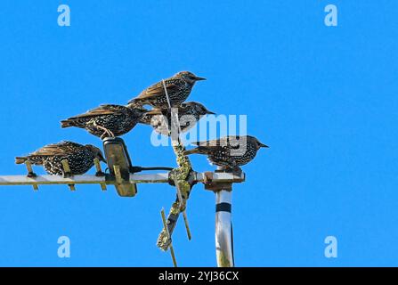 Eine kleine Gruppe von fünf Starern, die auf einer Fernsehantenne saßen Stockfoto