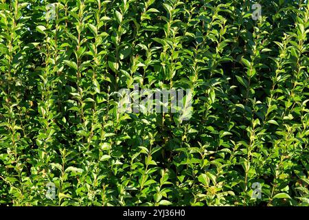 Nahaufnahme einer sonnendurchfluteten Hecke Stockfoto