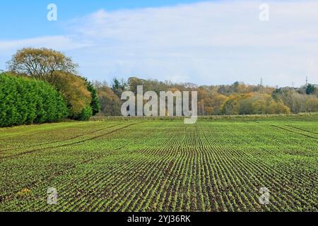 Blick über ein Ackerfeld mit Reihen neuer Seehunde Stockfoto