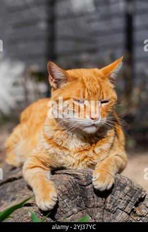 Ingwerkatze ruht auf einem alten Baumstamm mit geschlossenen Augen an einem sonnigen Tag. Entzückende, ruhige Katze im Garten. Stockfoto