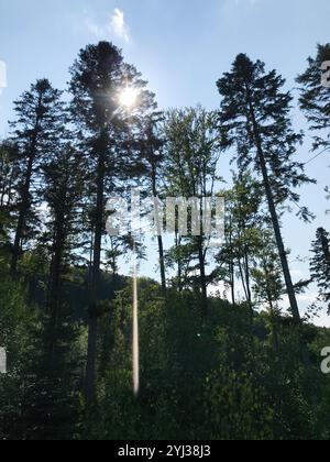 Eine ruhige Waldszene mit Sonnenlicht, das durch hohe Bäume strahlt, schafft eine friedliche Atmosphäre. Das Bild fängt das Wesen der Schönheit und der Natur ein Stockfoto