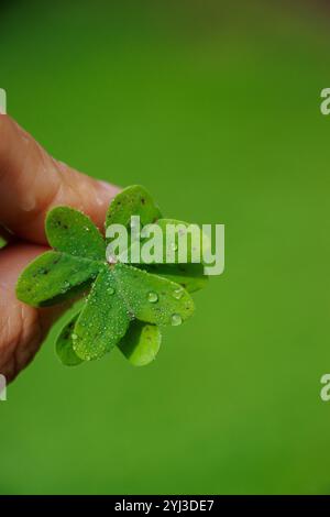 Ein Nahaufnahme eines grünen Kleeblattes mit Wassertropfen, die zart zwischen den Fingern gehalten werden. Stockfoto
