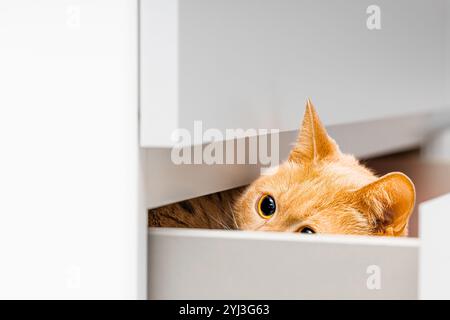 ginger Hauskatze versteckt sich in der Schublade. Die Katze blickt aus der Schublade. Große Katzenaugen. Stockfoto