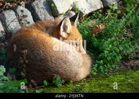 London, UK Wetter, 13. November 2024: In Clapham, Süd-London, kuschelt sich ein Fuchs in einem Ball an einem sonnigen Ort, um die Wärme der Herbstsonne zu genießen. Im Süden Englands herrscht eine trockene und sonnige Atmosphäre, aber es wird nächste Woche mit nassem Wetter gerechnet. Quelle: Anna Watson/Alamy Live News Stockfoto